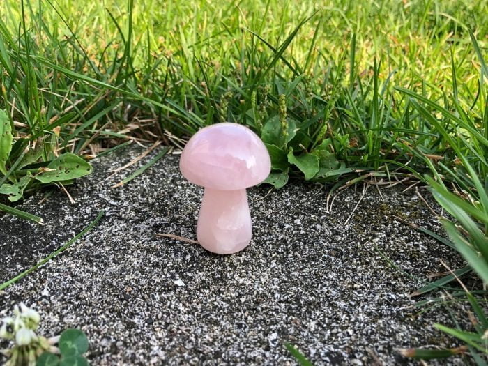 mushroom 3 1